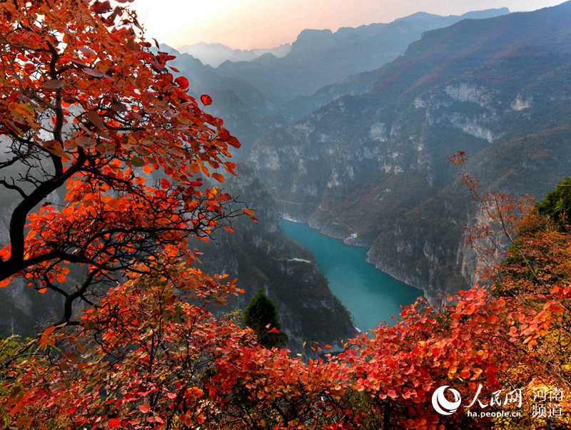 雲海紅葉顏值爆表 雲臺山繪就經典國畫