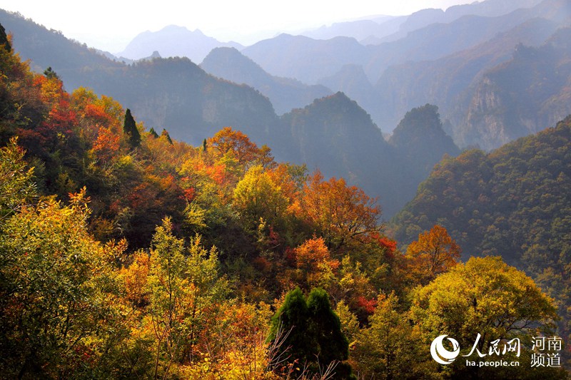 雲海紅葉顏值爆表 雲臺山繪就經典國畫