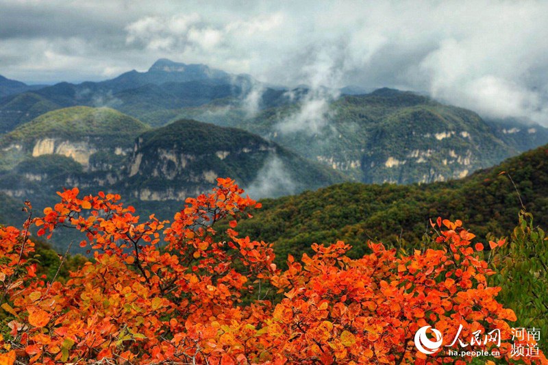 雲海紅葉顏值爆表 雲臺山繪就經典國畫