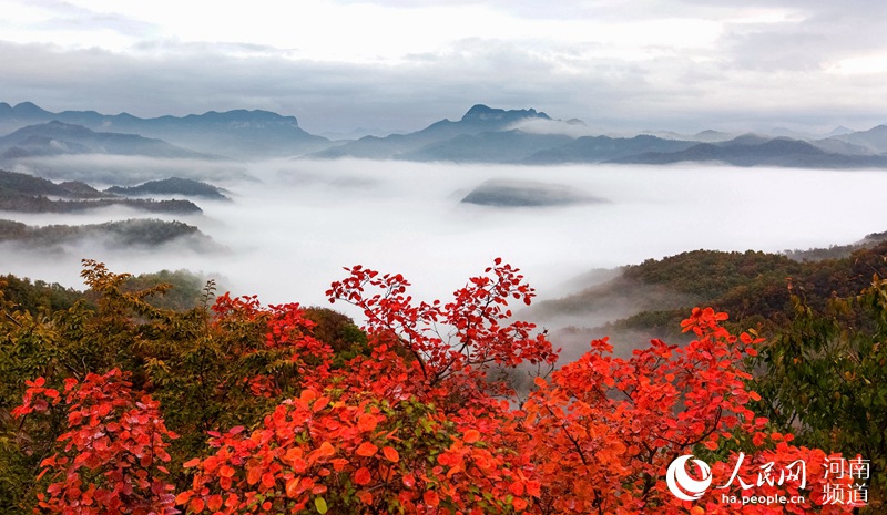 雲海紅葉顏值爆表 雲臺山繪就經典國畫