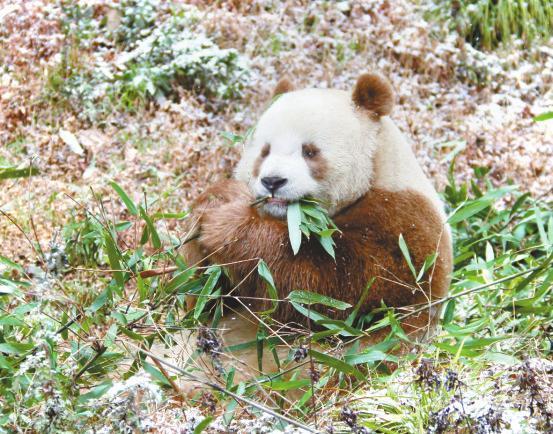 全球唯一棕色大熊貓“七仔”在陜西安然越冬(組圖)