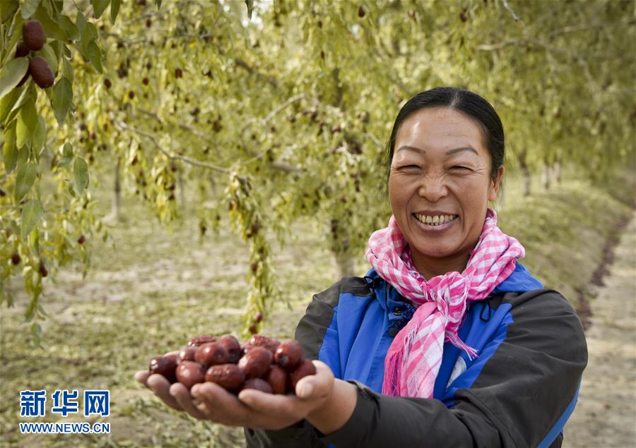 新疆若羌：紅棗似蜜甜