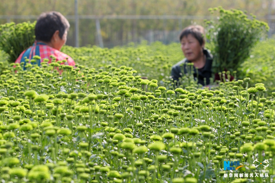 【航拍】許昌：多彩觀賞菊如大地調色板