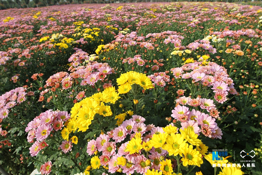 【航拍】許昌：多彩觀賞菊如大地調色板