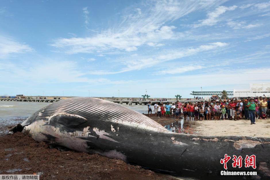 12米長鯨魚屍體現墨西哥海灘