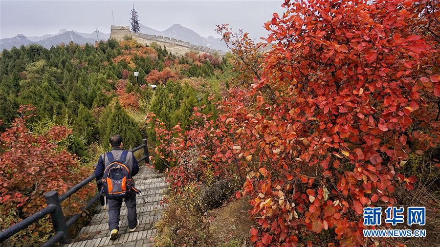 霜葉染紅北京八達嶺