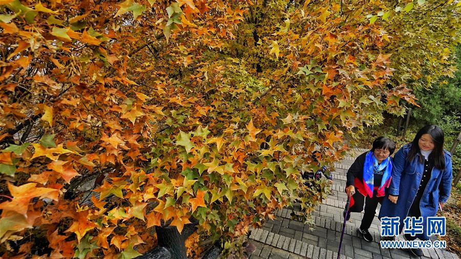 霜葉染紅北京八達嶺