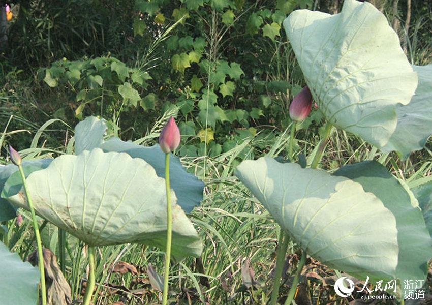 西湖邊的“黑科技” 十月荷花次第開