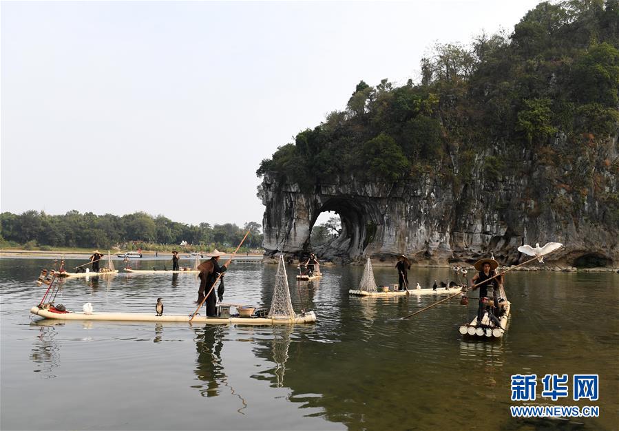 廣西桂林：魚鷹表演引遊客