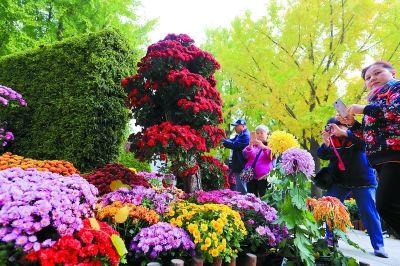 北京菊花展亮相北海公園