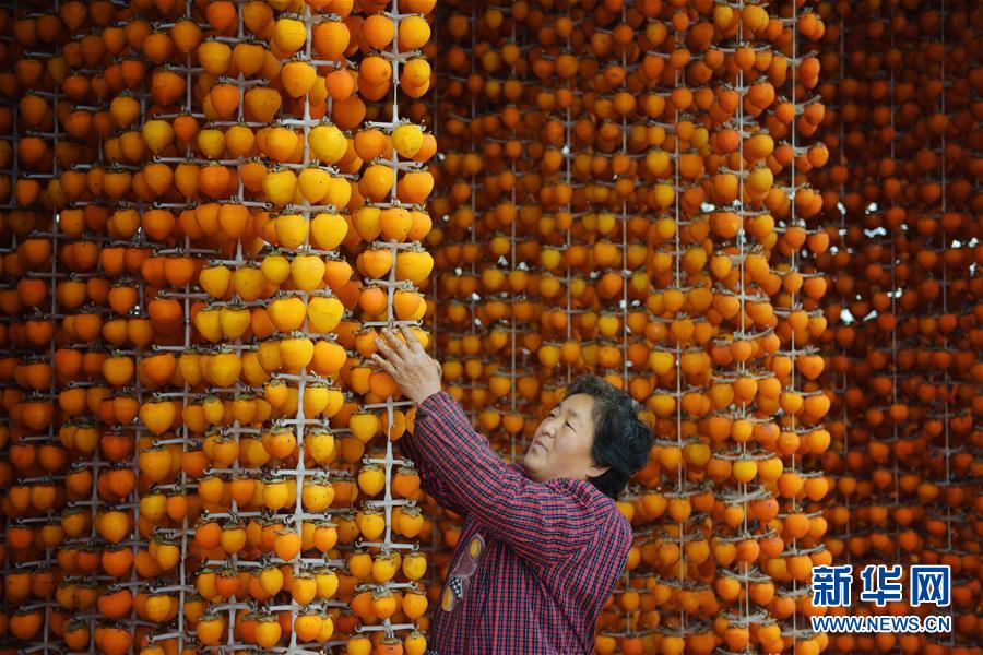 陜西富平：纍纍紅柿染金秋