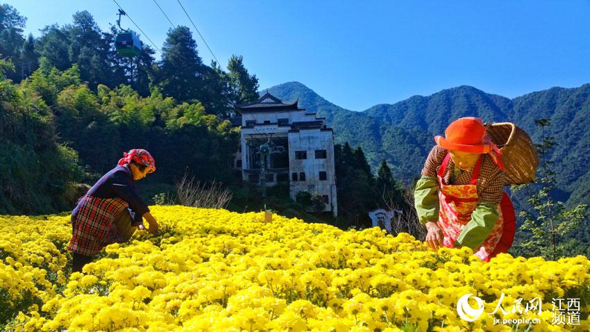 江西篁嶺：金秋採皇菊 曬秋添新顏