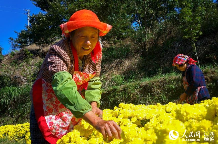 江西篁嶺：金秋採皇菊 曬秋添新顏