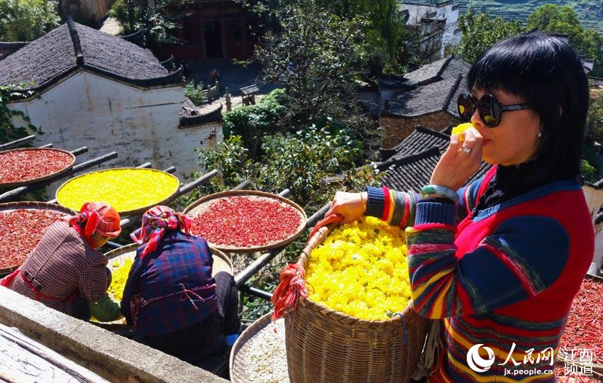 江西篁嶺：金秋採皇菊 曬秋添新顏