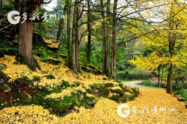 （市州）【鳳岡】野生古銀杏群落繪出金色畫卷