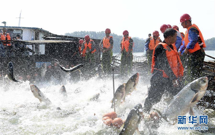 江西新餘仙女湖：魚躍年豐