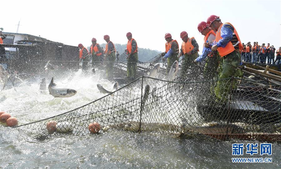 江西新餘仙女湖：魚躍年豐