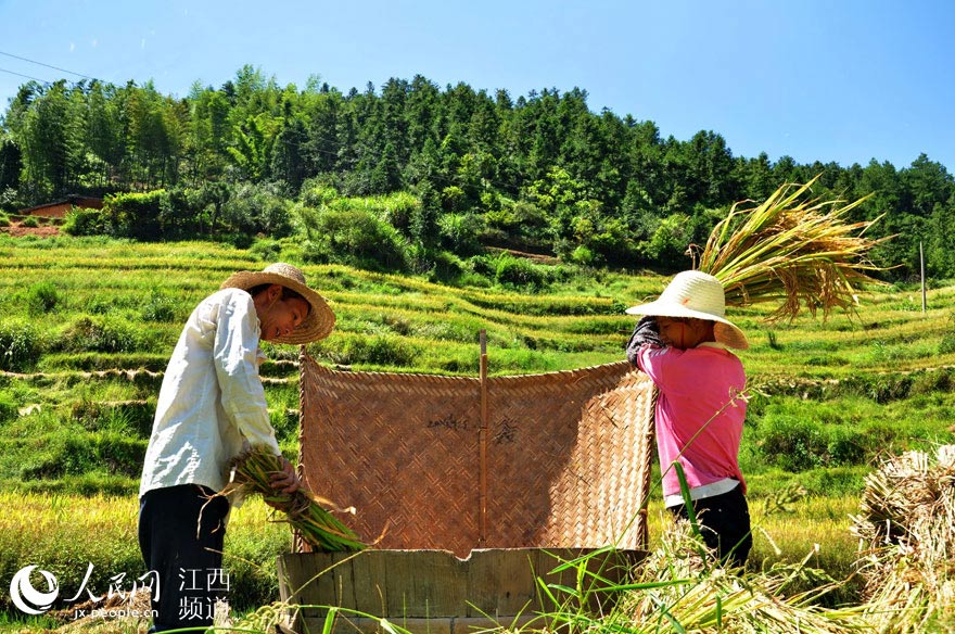 江西遂川：金秋時節梯田美