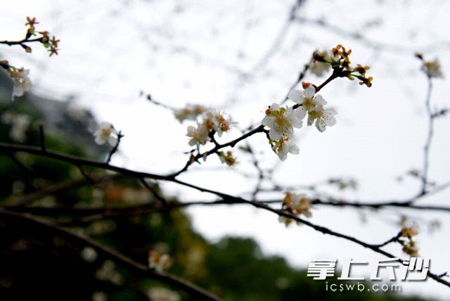 認錯了季節 長沙望月公園櫻花與桂花齊開放