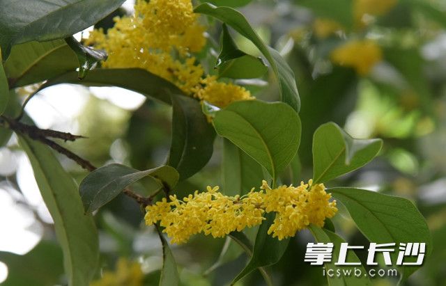 認錯了季節 長沙望月公園櫻花與桂花齊開放