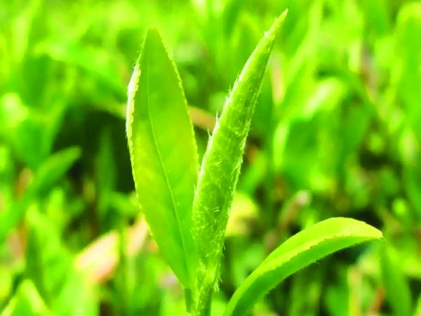 （大生態）生態脫貧綠貴州