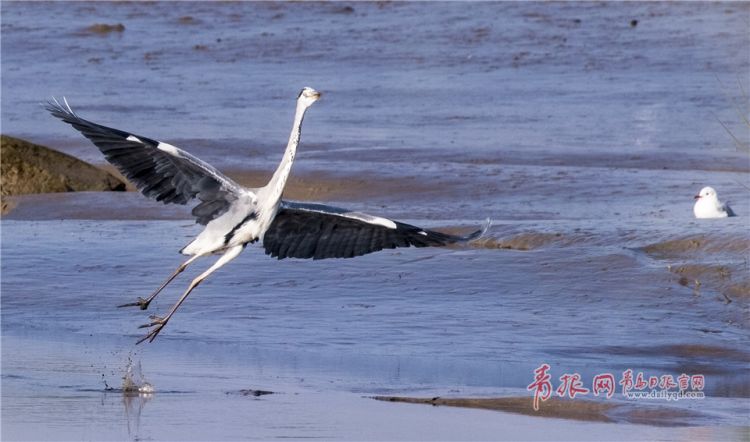 青島：墨水河成候鳥天堂 鷗鷺河面起舞悠然覓食