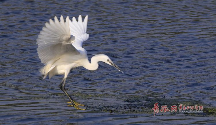 青島：墨水河成候鳥天堂 鷗鷺河面起舞悠然覓食