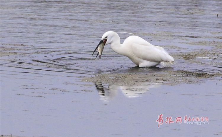 青島：墨水河成候鳥天堂 鷗鷺河面起舞悠然覓食