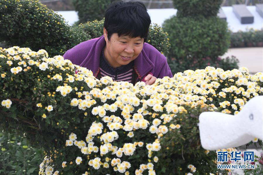 河北霸州：萬盆金菊賀重陽