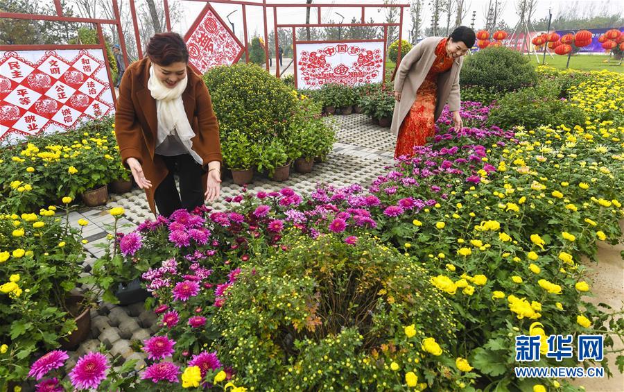 河北霸州：萬盆金菊賀重陽