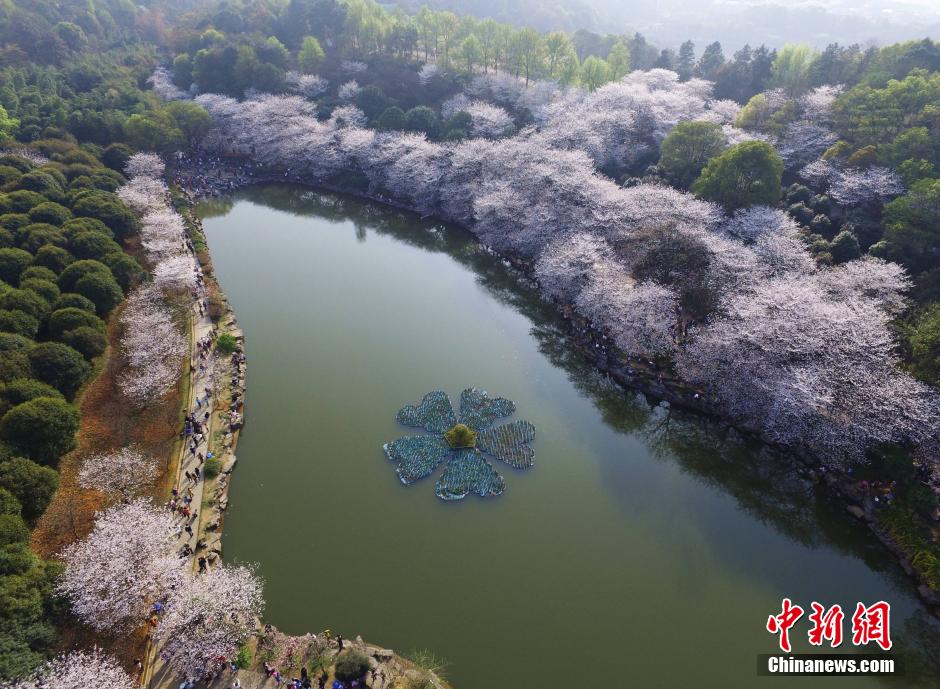 湖南省植物園千株櫻花盛開 夢幻花海醉遊客