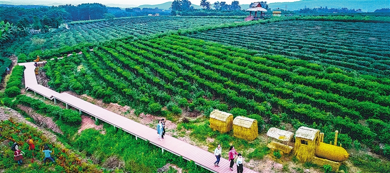 【焦點圖】【旅遊地産圖文】【即時快訊】白沙原生態茶園小鎮開園