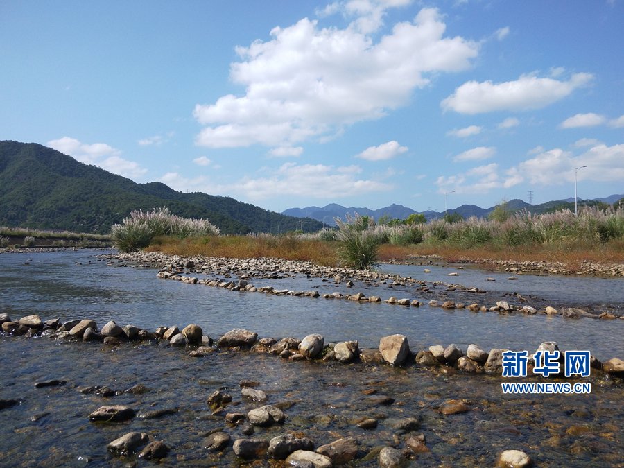 帶你走進三門橫渡 感受花絮飄飛蘆葦叢（圖）