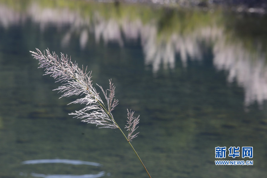 帶你走進三門橫渡 感受花絮飄飛蘆葦叢（圖）