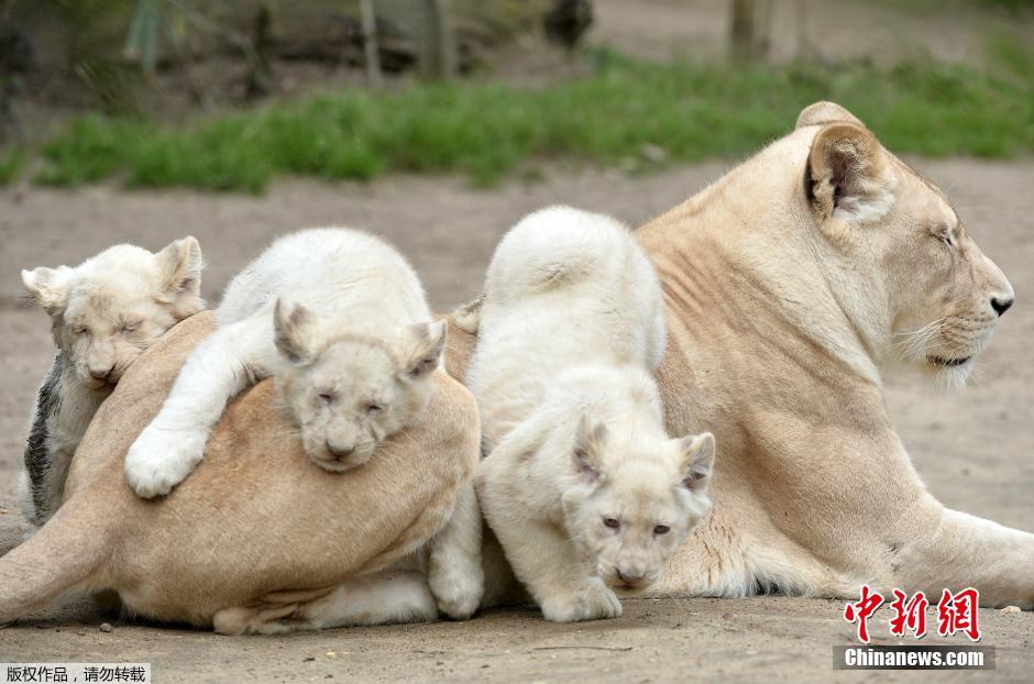 法國白獅一家嬉戲畫面溫馨萌化人心