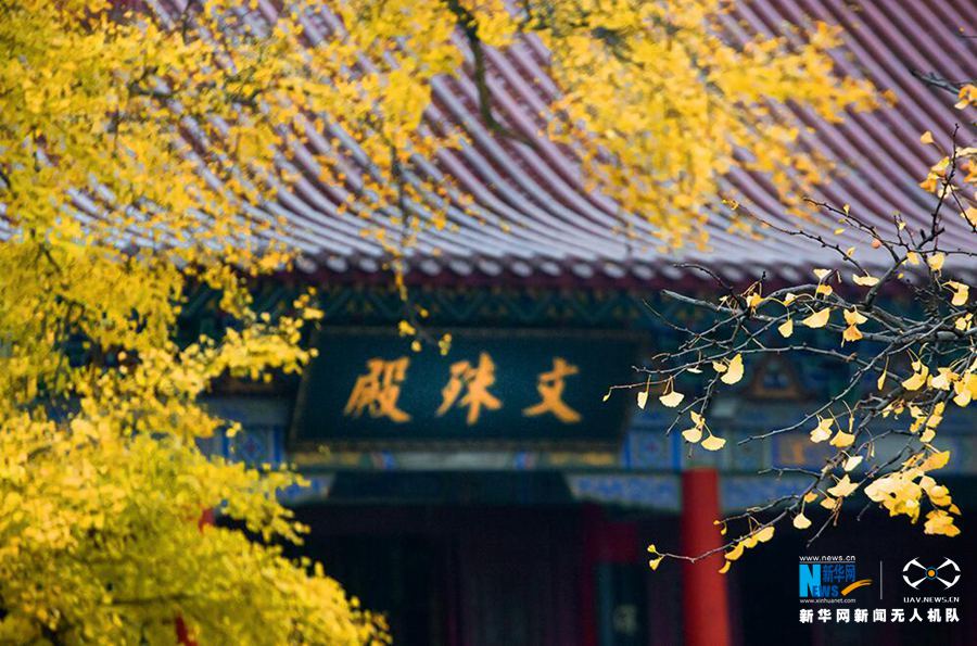 河南魯山2800年銀杏葉黃掩映古寺