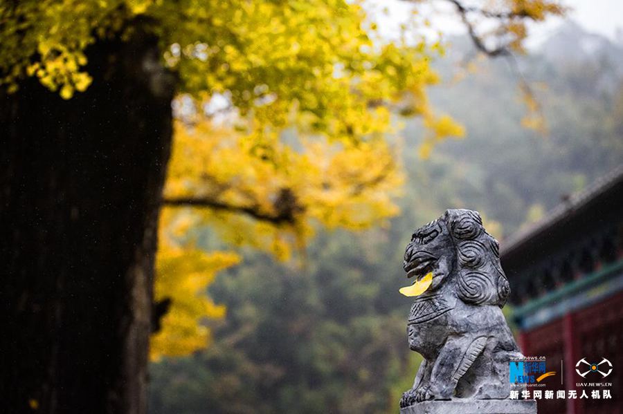 河南魯山2800年銀杏葉黃掩映古寺