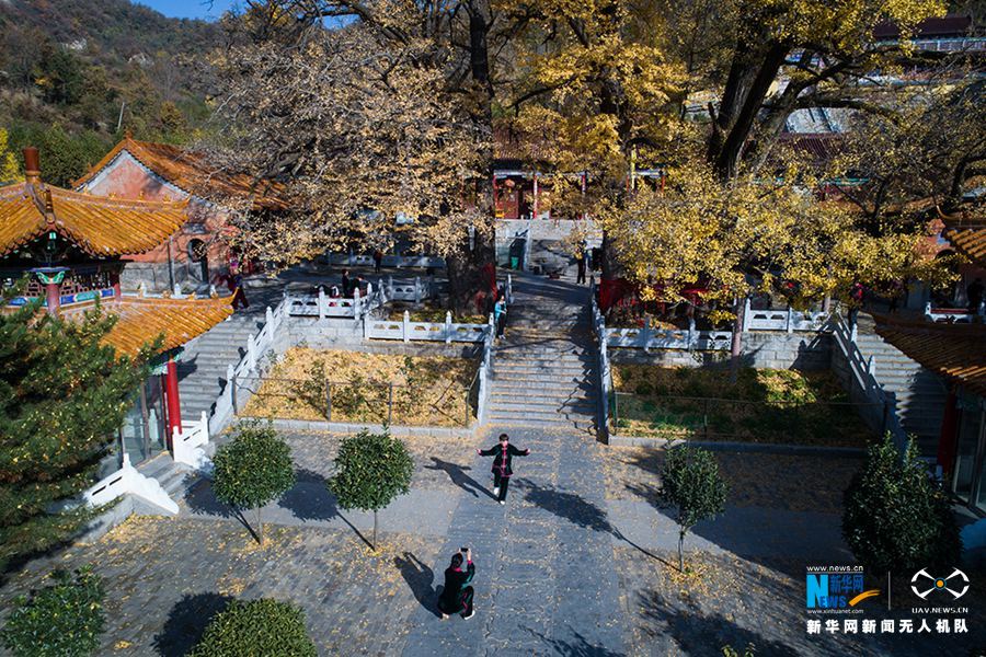 河南魯山2800年銀杏葉黃掩映古寺