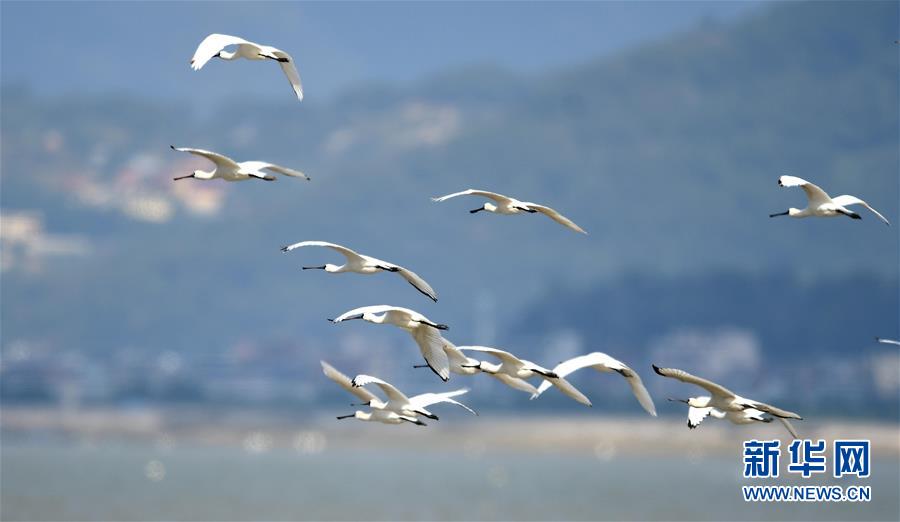 閩江口濕地成鳥類天堂