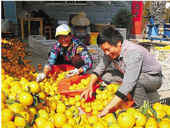 “濱湖小鎮”界首：萬畝柑橘艷枝頭，民居民宿佔鰲頭