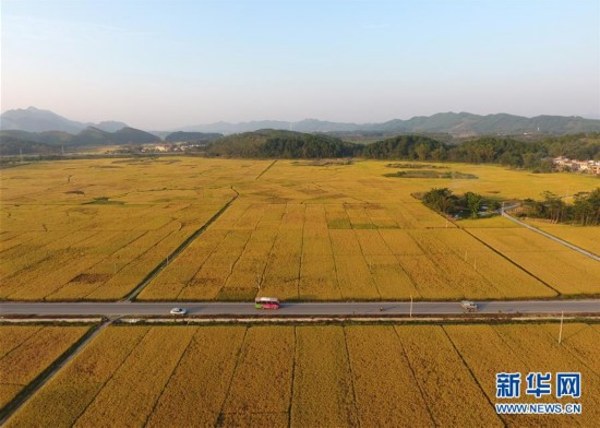 廣西上林：田園豐收色