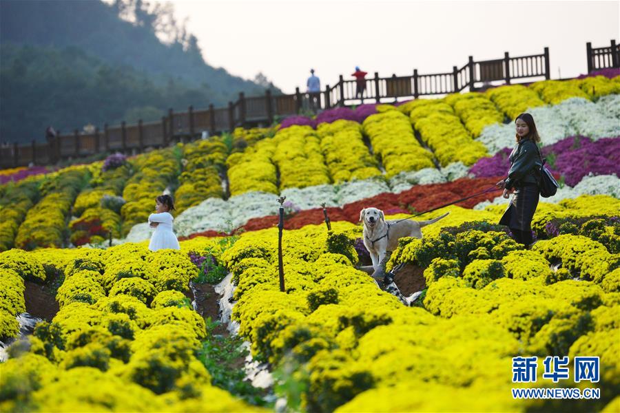 貴州麻江：秋菊開 引客來