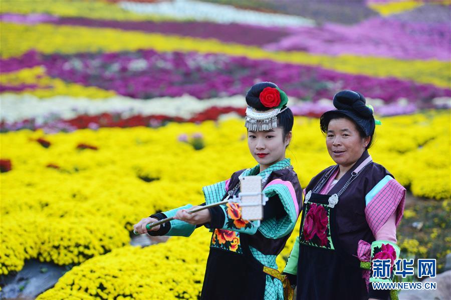 貴州麻江：秋菊開 引客來