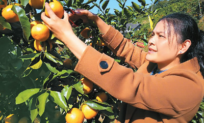 青山綠水 茶果飄香