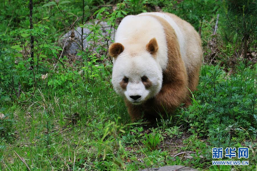 罕見棕色大熊貓在野化培訓中度過寒冬