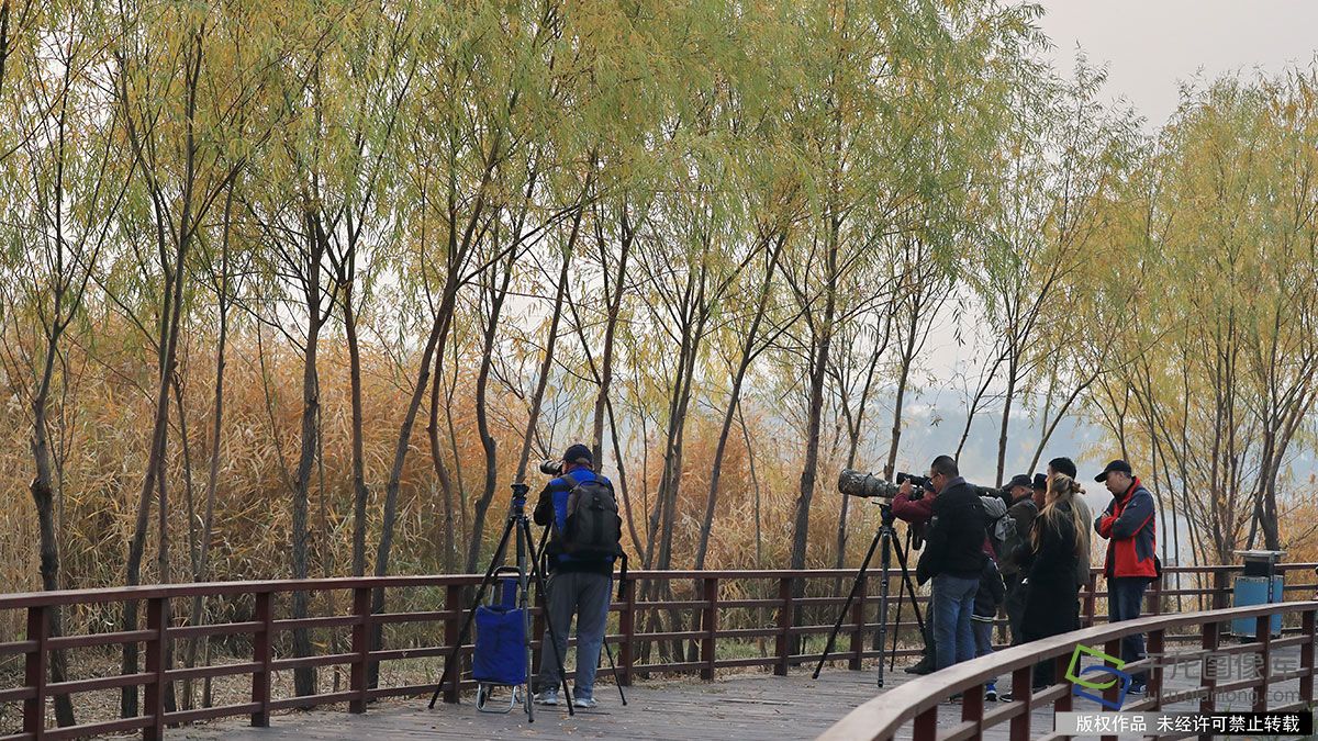 “鳥中熊貓”震旦鴉雀落戶北京宛平湖