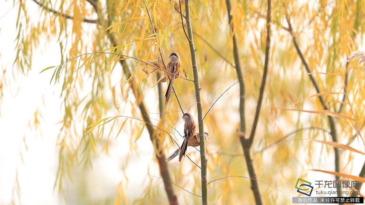 “鳥中熊貓”震旦鴉雀落戶北京宛平湖