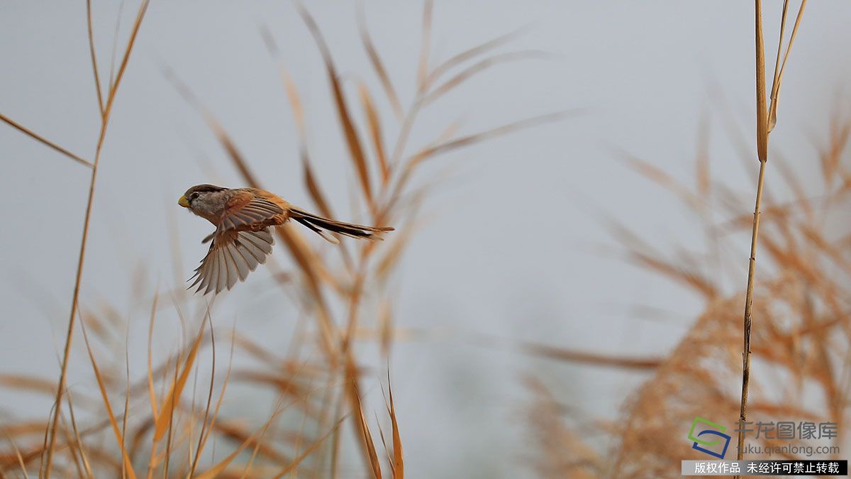 “鳥中熊貓”震旦鴉雀落戶北京宛平湖