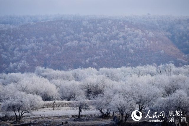 黑龍江呼瑪：中俄界江兩岸呈現霧凇美景