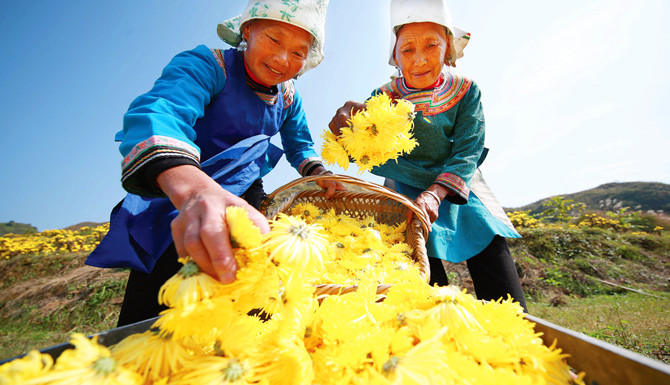 （市州帶圖片）苗鄉金秋採菊忙